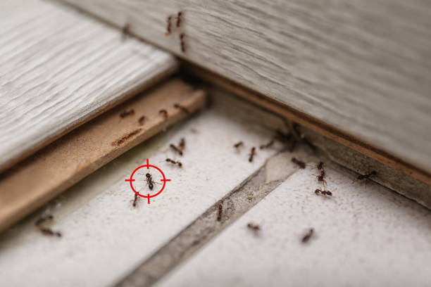 Best Commercial Pest Control Services  in Tuscola, IL